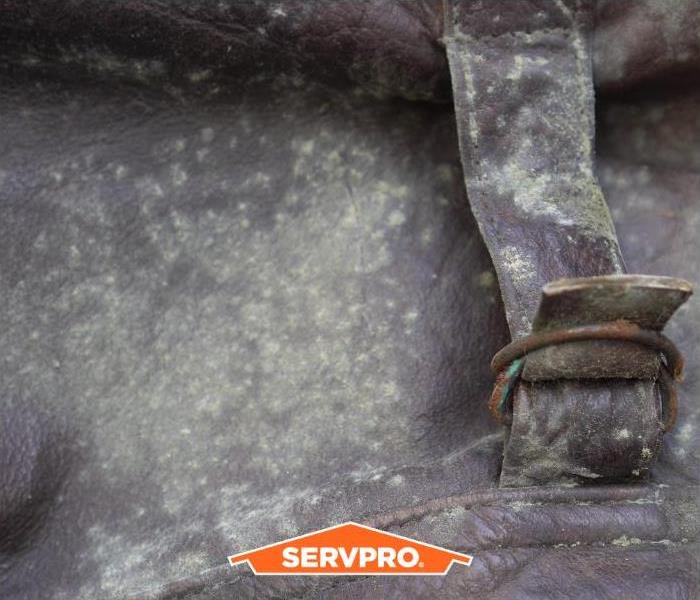 How SERVPRO Cares for Your Belongings After Mold Damage